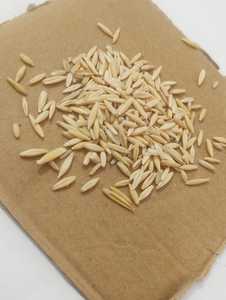 Avena Integral de Grado Alimenticio para Ganado y Vacas, Sin GMO, 18 Meses de Vida Útil, Proveedor Mayorista a Granel - Product Image 4