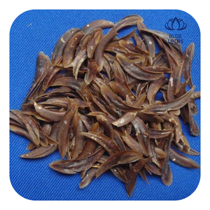 Natural Sea Shell Murex Operculum For Decorative And Handmade Items - Product Image 1