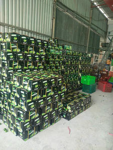 Citron vert sans pépins de qualité supérieure, naturel, frais, du Vietnam - Normes internationales, bon pour la santé, type ANNA DO - Product Image 2