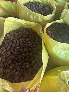 Superior Dried Black Cardamom Premium Spice Binh Thuan Vietnam-VIET DELTA Brand 12-Month Shelf Life for Export Unmatched Quality - Product Image 4