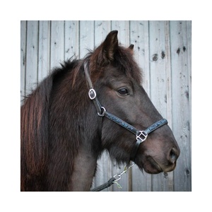 Cabestro de Cuero Ecuestre para Caballo, Diseño Internacional 7860H, Duradero, con Color Personalizado, Tamaño Personalizable y Logotipo - Product Image 5