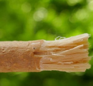 Bâtonnet à mâcher Miswak aux herbes Carepure, brosse à dents naturelle et biologique, blanchiment des dents, haleine fraîche, outil d'hygiène dentaire écologique - Product Image 2