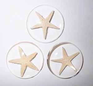 Starfish Real Specimen Plastic Cabochon Round 38x38 mm Clear Flat Bottom for Crafts and Jewelry Making - Product Image 4