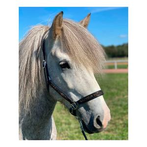 Alta calidad clásico inglés sillín caballo Halter negro con hebilla de latón hecho de cuero indio número de modelo 7860H - Product Image 1