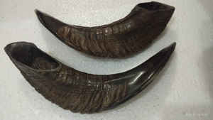 Shofar de Cuerno de Carnero Pulido a Mano de Alta Calidad de la India, Ecológico, Venta al por Mayor - Product Image 4