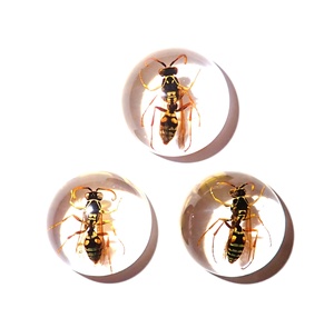 Cabochon rond en plastique avec spécimen réel d'abeille guêpe rouge, 19x19 mm, fond plat transparent, pour artisanat et fabrication de bijoux - Product Image 5
