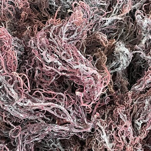 100% auténtico musgo de mar irlandés crudo-musgo de mar púrpura irlandés sin sal/Sra. Jessi - Product Image 1