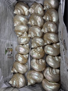 เปลือกหอยเทอร์โบขนาดใหญ่พรีเมียม 14–16 ซม. เปลือกหอยธรรมชาติสำหรับตกแต่ง ผู้ผลิตเวียดนาม จำหน่ายส่งออกจำนวนมาก - Product Image 5