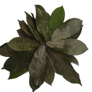 Exportación de hojas de Guanábana seca, hojas de Guanábana secas verificadas sin OGM, venta al por mayor de té de hierbas sin cafeína de Vietnam - Product Image 5