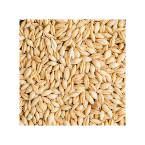 barley <b>beer</b> wholesale supply 100% high quality barley 25/35 kg bags - Product Image 1