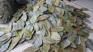 MEILLEUR VENDEUR 2024-FEUILLE DE SOUPSOP SÉCHÉE/FEUILLE DE GRAVIOLA/100% NATUREL DU VIETNAM DÉLICIEUX DE HAUTE QUALITÉ/Mme Thi - Product Image 6