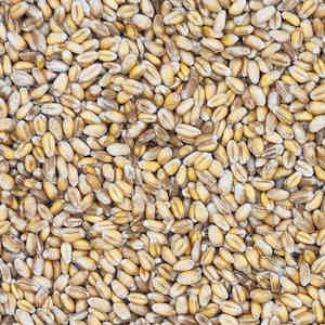Grano de Trigo de Alta Calidad, Trigo Blando y Duro a Precio de Mayoreo, Proveedor Mayorista de Grano de Trigo Integral Orgánico para Venta al por Mayor - Product Image 1