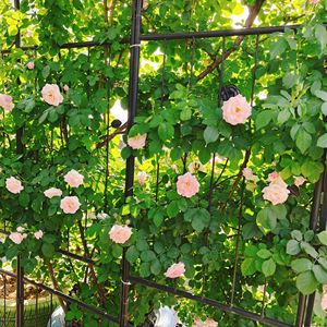 Arco de Jardín Metálico de 79.5 de Ancho x 86.6 de Alto con Puerta, Soporte para Plantas Trepadoras, Enrejado para Rosas y Valla, Color Negro - Product Image 6