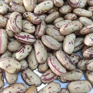 Pinto <b>Beans</b> Whole Grain Selection For Import Buyers With Rich Protein And Fine Natural Grain Structure - Product Image 4