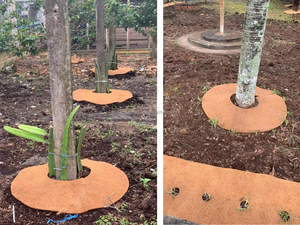 Eco2go Vietnam Anillo de Fibra de Coco Ecológico con Revestimiento Plástico |   Protector de Raíces de Plantas Biodegradable para Césped/Jardín | - Product Image 5