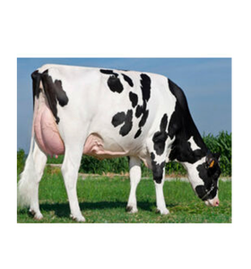 Proveedor Mayorista de Ganado Holstein Preñado de Primera Calidad para Granjas Lecheras y Mercados de Exportación - Product Image 1