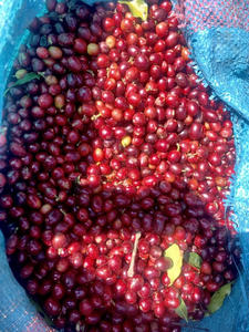 Café de Origen Vietnamita 100% Robusta, Especialidad para Verter sobre, Granos de Café, Tueste Medio, a Granel, OEM, Marca Privada - Product Image 3