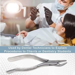 Forceps d'extraction dentaire manuels en acier inoxydable Accuram Wholesale, usage professionnel, certifiés CE Classe I, instruments ergonomiques - Product Image 5