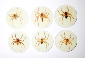 Ghost <b>Spider</b> Real Specimen <b>Plastic</b> Cabochon Round 38x38 mm Glow Flat Bottom for Crafts and Jewelry Making - Product Image 5