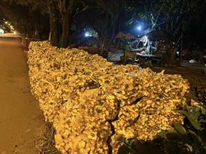 ราคาส่งที่ดีที่สุด รากข่าเวียดนามทุกฤดูกาล ผู้จัดจำหน่ายที่ดีที่สุด ข่าแช่แข็งบรรจุภัณฑ์สุญญากาศ พร้อมฉลากสั่งทำได้ - Product Image 6