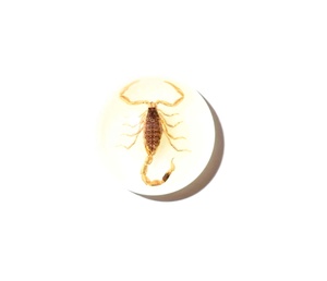 Escorpión Dorado, Espécimen Real, Cabujón de Plástico Redondo de 19x19 mm, Base Plana Brillante para Manualidades y Joyería - Product Image 5
