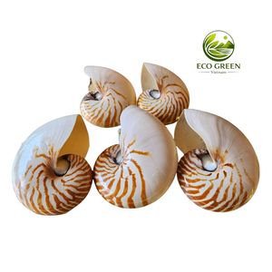 Concha de Nautilus Natural de Lujo, Concha Marina Espiral Decorativa para Diseño de Interiores, Regalo de Alto Valor, Espécimen Marino de Colección - Product Image 1