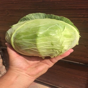 Repollo Verde Orgánico al por Mayor, 25 kg, Venta Directa de Fábrica, Cosecha Fresca Premium para Sauerkraut y Ensaladas - Product Image 2