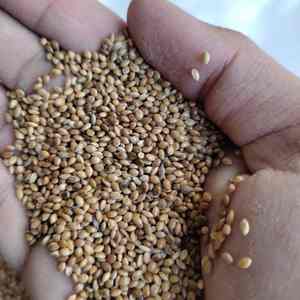 Millet brun indien 100% naturel, croustillant, non poli, de qualité supérieure - Product Image 1