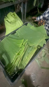 Feuilles de banane congelées en gros, feuilles vertes fraîches de haute qualité pour l'emballage alimentaire, exportation, meilleures feuilles de banane congelées - Product Image 6