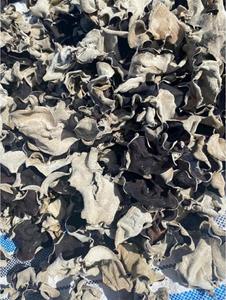 Champignons d'Oreille de Bouddha Séchés (Fonge Noire) pour l'Export en Gros – Champignons Comestibles Naturels Nettoyés et Séchés au Soleil pour la Distribution Mondiale - Product Image 3