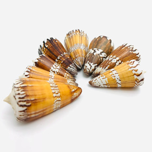 Vente en gros de coquillages naturels décoratifs pour aquariums et accessoires. - Product Image 4