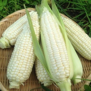 Great Choice Great Grade Cheap Price Organic Dried Waxy <b>Corn</b> Seeds for Healthy Cooking, Cereal, <b>Snack</b> Industry, in Bulk - Product Image 2