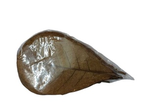 Precio al por mayor Hojas de Catappa India 16-20 cm para limpieza de pescado y productos para mascotas Paquete de 1000 6,3-7,87 \" - Product Image 6