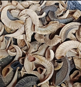 Décorations en corne de bélier, corne de bélier naturelle, corne de bélier faite à la main, artisanat écologique 100% naturel, arts en corne de bélier - Product Image 6