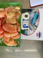 Groene Biologische Pomelo Ben Tre Vietnam Groothandel Tropisch Fruit Hoge Premium Kwaliteit Goed voor de Gezondheid Export Standaard TECHMIFOOD