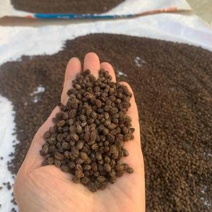 Graines de papaye de qualité supérieure du Vietnam |   Produit séché au soleil, nettoyé à la machine, en vrac, pour applications industrielles - Product Image 1