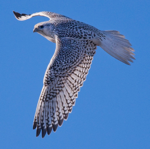 Gyrfalcon Premium para Suministro al por Mayor y Cetrería Comercial - Product Image 1