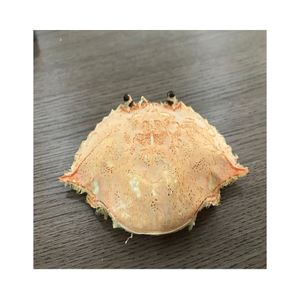 ขายเปลือกปูที่มีคุณภาพมาตรฐานราคาถูกจากผู้จัดจำหน่ายในเวียดนาม /ms.thi - Product Image 2