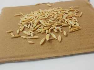 Avena Integral de Grado Alimenticio para Ganado y Vacas, Sin GMO, 18 Meses de Vida Útil, Proveedor Mayorista a Granel - Product Image 1