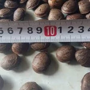 Fournisseur d'huile de Sacha Inchi biologique du Vietnam, vente en gros, marque OEM-Viet Delta, origine Dak Lak, 100% naturelle, durée de conservation de 18 à 24 mois - Product Image 5