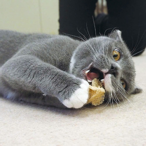 Jouets à mâcher naturels et biologiques en loofah de petite taille pour lapins, chats, chiens, oiseaux – Vente en gros, export directement de la ferme du Vietnam - Product Image 6