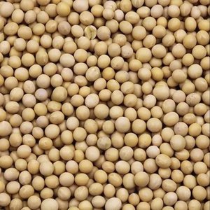 Sélection de graines de soja biologiques 100 % pures pour les acheteurs en gros – Qualité agricole naturelle et propre, récolte fraîche - Product Image 4