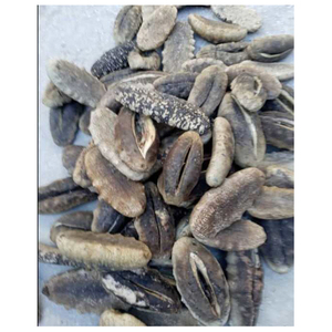 Pepino de mar seco del Reino Unido / Suministro a granel de pepino de mar fresco - Product Image 1