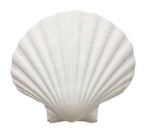 Adorno de Concha Marina Blanca Natural, Concha Cruda para Manualidades, Decoración del Hogar, Tema Natural - Product Image 1