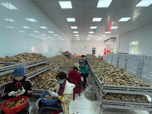 Vietnam <b>Fresh</b> <b>Ginger</b> Farm Direct High Quality Strong Flavor Wholesale Export - Product Image 6