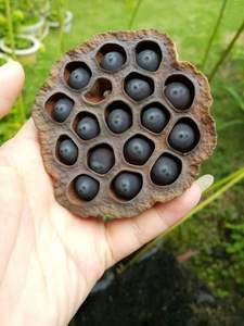 Graines de lotus noires séchées du Vietnam : Meilleures offres de gros pour des commandes en gros, des réductions et un approvisionnement en partenariat à long terme - Product Image 6