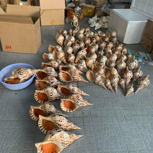 ชุดตกแต่งเปลือกหอยทะเลธรรมชาติจากเวียดนาม ทำมือ เป็นมิตรกับสิ่งแวดล้อม ขายดีที่สุด เหมาะสำหรับงาน DIY ตกแต่งบ้าน ของชำร่วยงานปาร์ตี้ สีฟ้า - Product Image 4