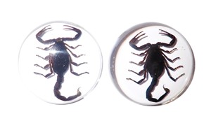 Scorpion noir, spécimen réel, cabochon en plastique rond 38x38 mm, fond plat transparent pour l'artisanat et la fabrication de bijoux - Product Image 3