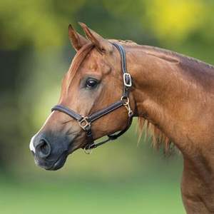 Cabestro de Cuero para Caballo de Alta Calidad, Producto Textil y de Cuero Premium de Fábrica Directa, Proveedor Principal - Product Image 5