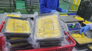 Maïs Sucré Congelé du Vietnam 99 GD, Processus de Congélation IQF, 100% Naturel, Emballage Sous Vide - Vente Chaude Commerce Mondial 2026 - Product Image 6
